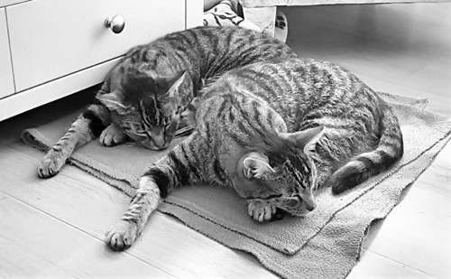 black-and-white photo of two tabby cats lying on blanket on floor