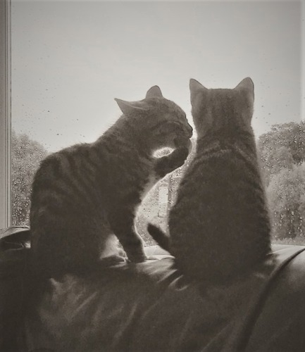two tabby kittens sitting in front of window