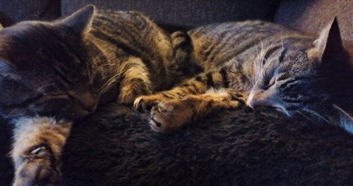 two brown tabby cats lying next to each other on sofa