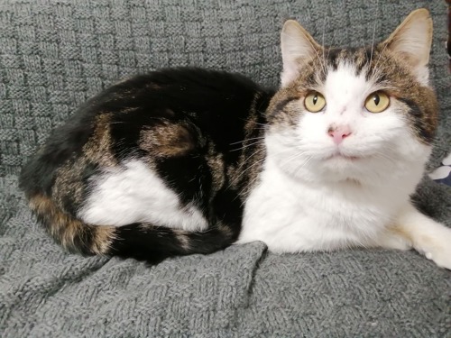 tortoiseshell-and-white cat lying on grey blanket