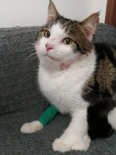 tortoiseshell-and-white cat with green bandage on front leg