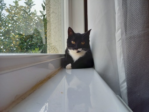 black-and-white cat lying on windowsill