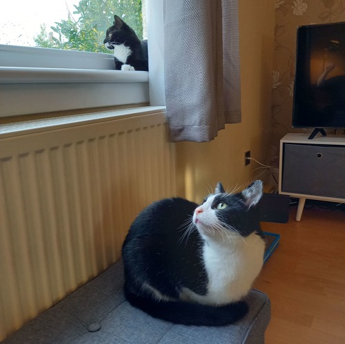 Two black-and-white cats, one sitting on windowsill and the other in front of a radiator
