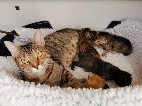 Brown tabby cat with litter of tiny kittens