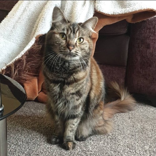 silver-and-brown tabby cat sitting on carpet