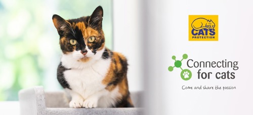 tortoiseshell-and-white cat next to 'Connecting for Cats' and Cats Protection logos