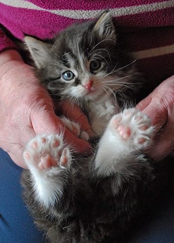silver tabby-and-white polydactyl kitten with back paws in the air showing five toes on each