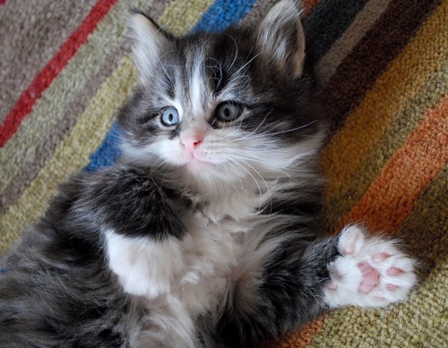 silver tabby-and-white polydactyl kitten showing front paw with five toes