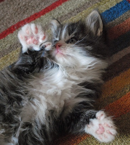 silver tabby-and-white polydactyl kitten with front paws in the air showing five toes on each