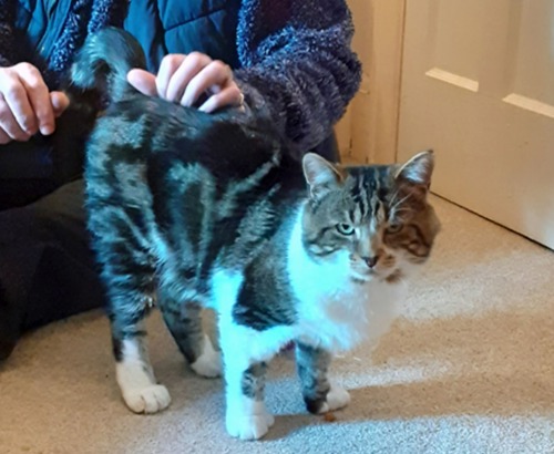 tabby-and-white polydactyl cat being stroked by human