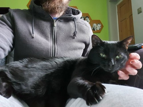 Black cat sitting on bearded man's lap