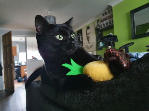 black cat sitting on back of black sofa with pineapple toy