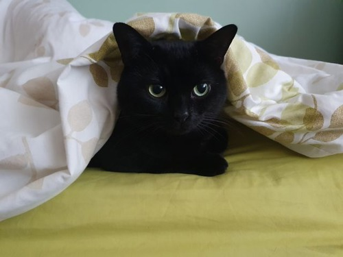 black cat lying under white and green duvet