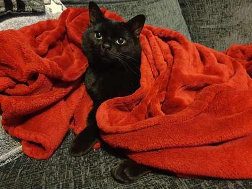 Black cat wrapped up in orange fleece blanket