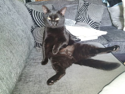 black cat sitting up on grey sofa