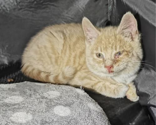 Ginger tabby kitten with sore eye