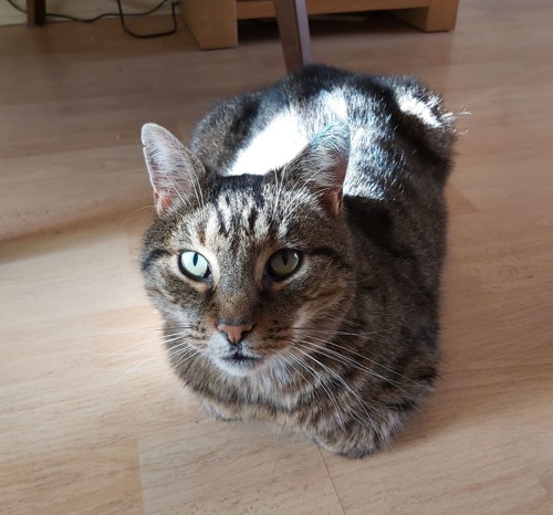 brown tabby cat sat on wooden floor