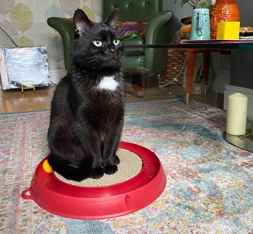 Black-and-white cat sat on red cat toy