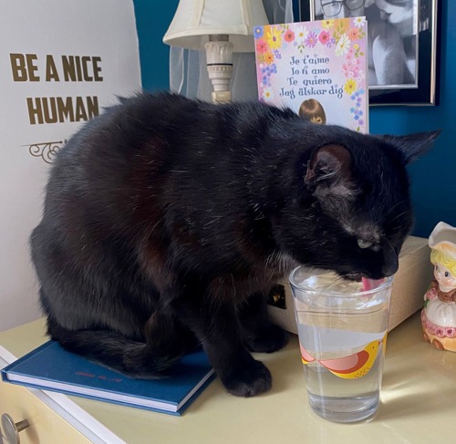 Black cat drinking out of glass of water