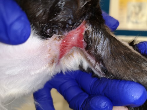 pink wound on armpit of black-and-white cat