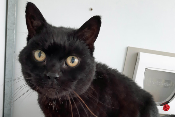 Cat missing for 14 years reunited with owner thanks to microchip