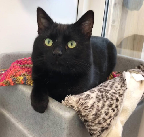 black cat lying in cat bed