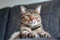 Tabby cat looking up