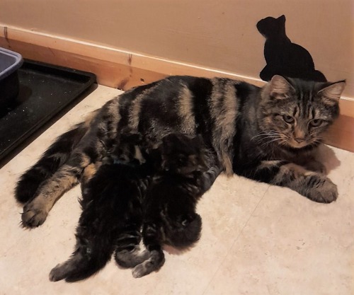 brown tabby cat lying on floor with kittens suckling from her