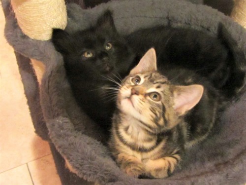 one black kitten and one brown tabby kitten lying in grey fleece cat bed
