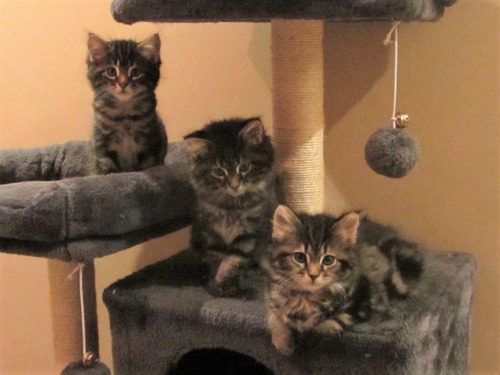 three brown tabby kittens sitting on cat tower