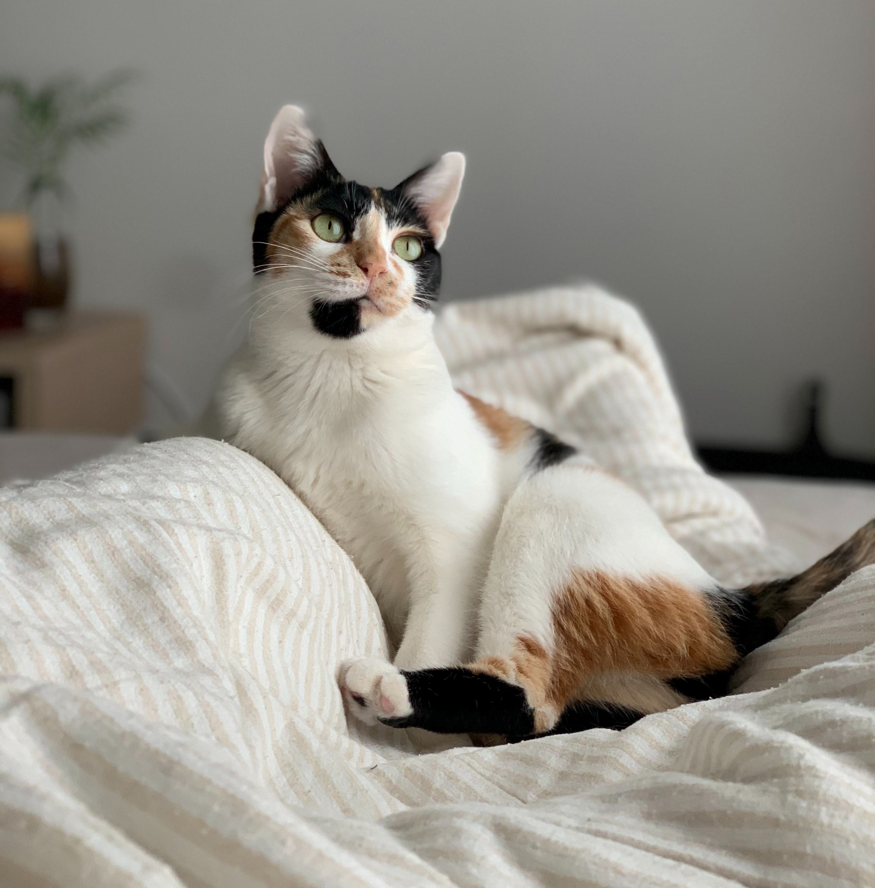  Are essential oils dangerous to cats?