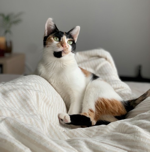 tortoiseshell-and-white cat lying on white bedsheets