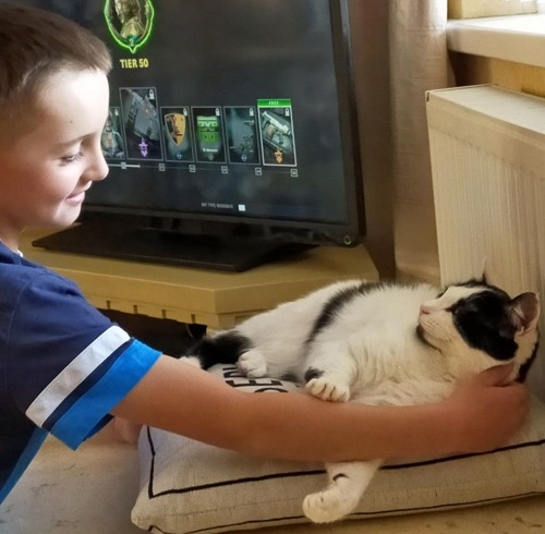 Young boy stroking black-and-white cat