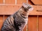 A tabby cat outdoors next to a fence