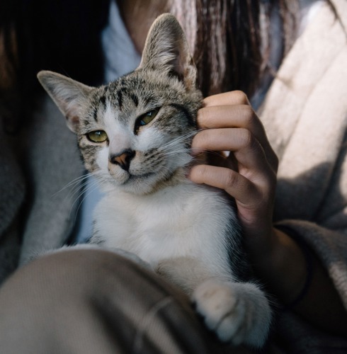 grey-and-white tabby cat sitting on human's lap and having cheek scratched