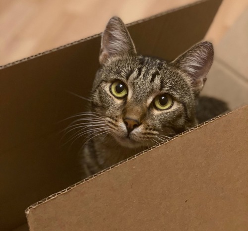 silver tabby cat sat inside cardboard box