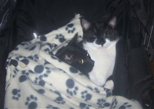 black-and-white cat and black cat cuddling beneath white fleece blanket with black paw-print pattern
