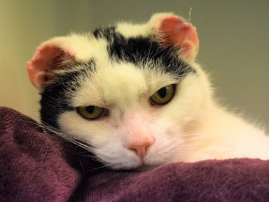 Black and white cat with injured ears laying on a purple blanket; credit Bridgend Cats Protection