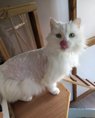 long-haired white cat with shaved back and tongue sticking out