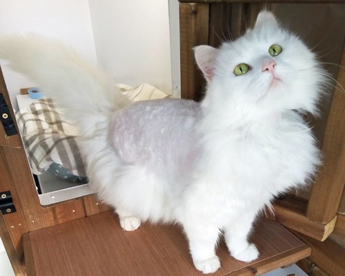 long-haired white cat standing on wooden shelf with some fur on its back shaved off