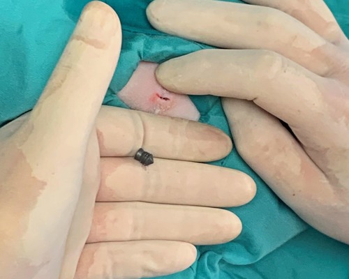 gloved hand holding metal air gun pellet next to a closed wound on a cat