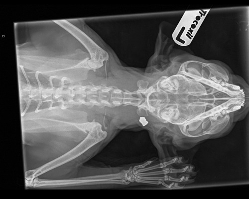 X-ray showing an air gun pellet in the neck of a cat