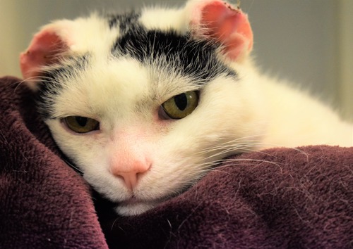 white-and-block cat with damaged ears lying on purple fleece blanket