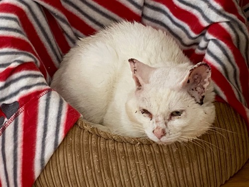 White cat with damaged ears asleep in brown cat bed with stripy fleece blanket