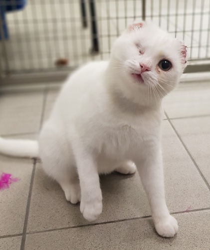 white cat with one eye and no ears tilting its head