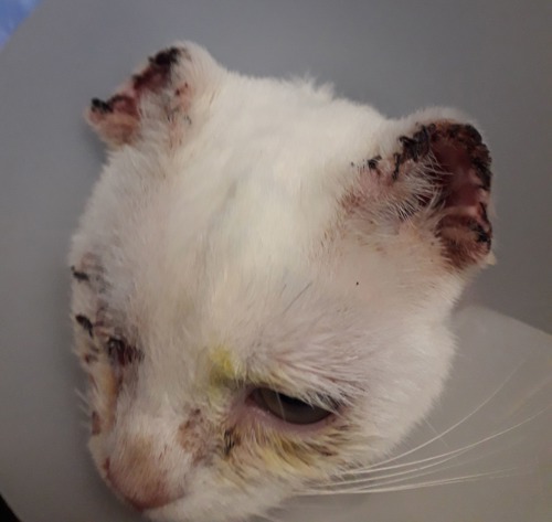 white cat with damaged eyes and ears wearing plastic cone collar