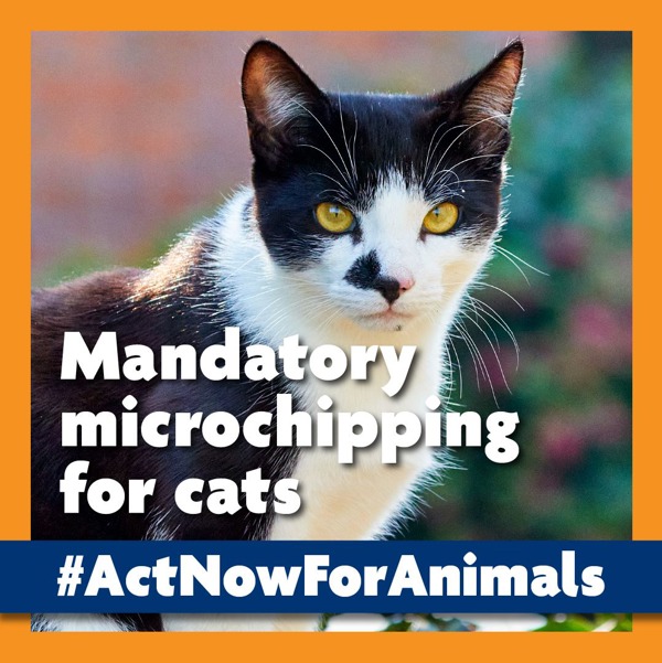 Cats Protection | We're urging the Government to protect animals