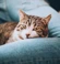 Tabby and white cat resting on arm