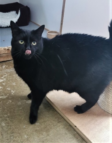 Overweight black cat with tongue sticking out