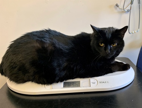 overweight black cat lying on some weighing scales